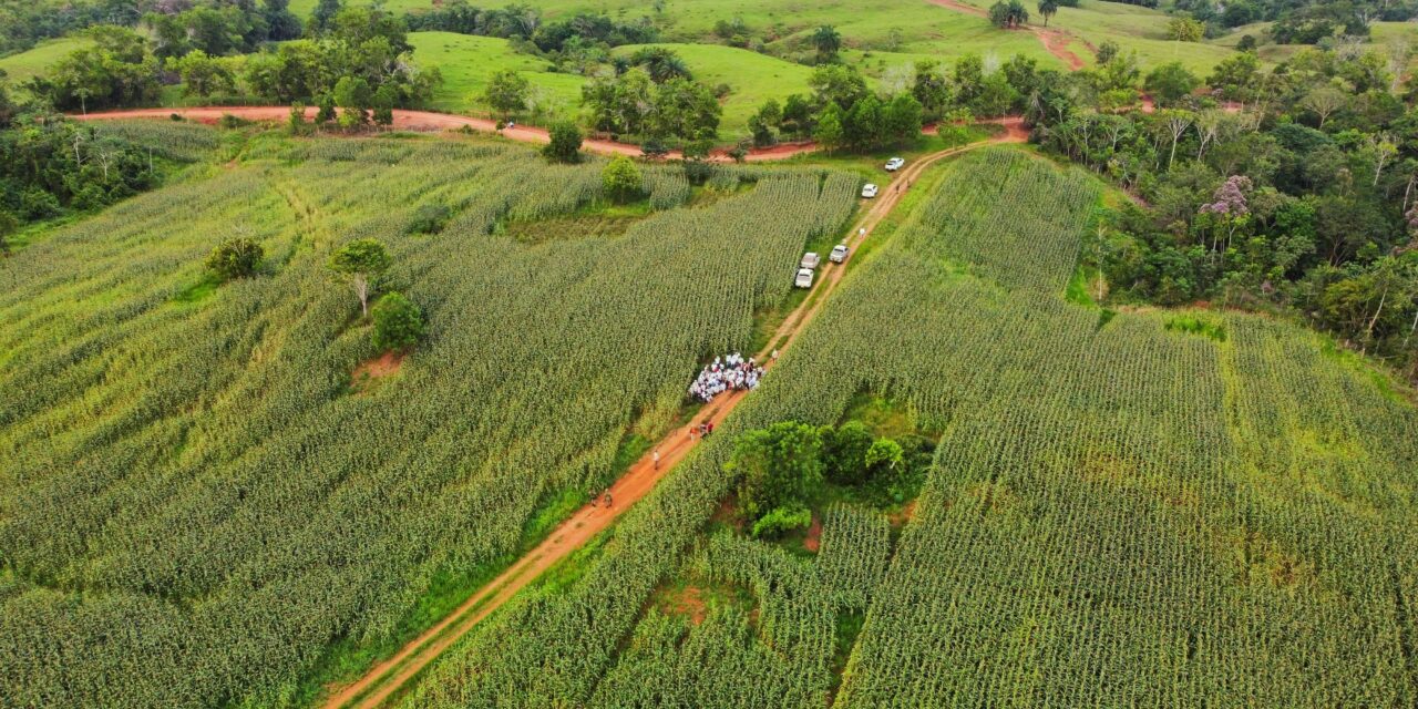 El Distrito del Maíz en Caucasia se prepara para la primera cosecha