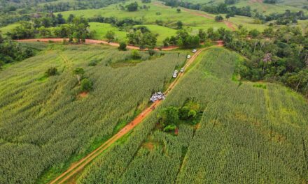 El Distrito del Maíz en Caucasia se prepara para la primera cosecha