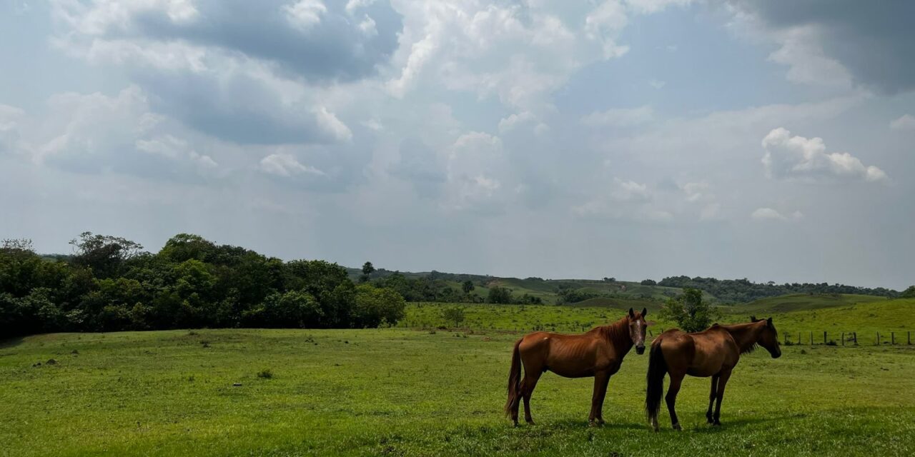 Nueva área protegida: Parque Nacional Natural Serranía de Manacacías