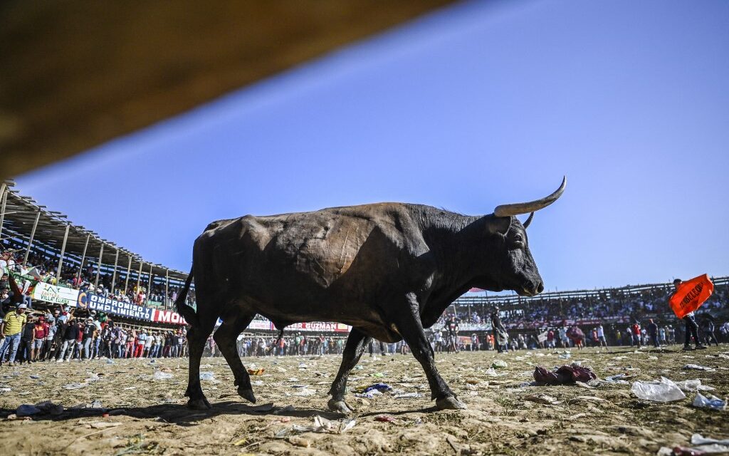 Corralejas en Caucasia reflejan falta de autoridad en el municipio