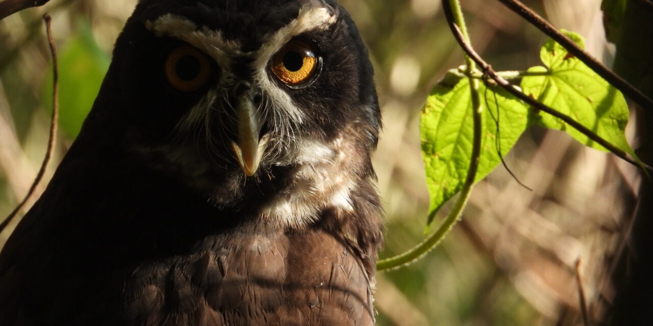 Búho de Anteojos recuperó su vuelo y ahora se verá por el cielo del suroeste antioqueño