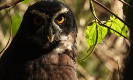 Búho de Anteojos recuperó su vuelo y ahora se verá por el cielo del suroeste antioqueño