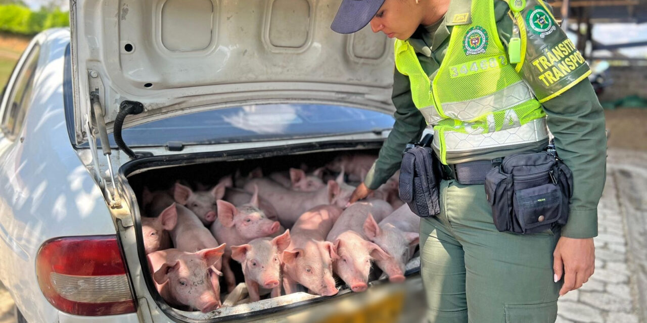 Cayó ‘Bati Cerdo’, un hombre que robó 20 puercos en Anorí