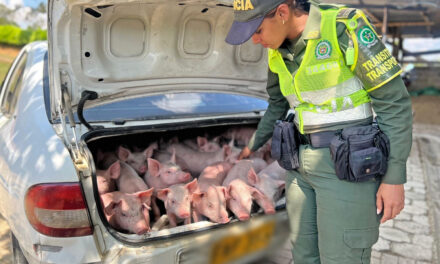 Cayó ‘Bati Cerdo’, un hombre que robó 20 puercos en Anorí