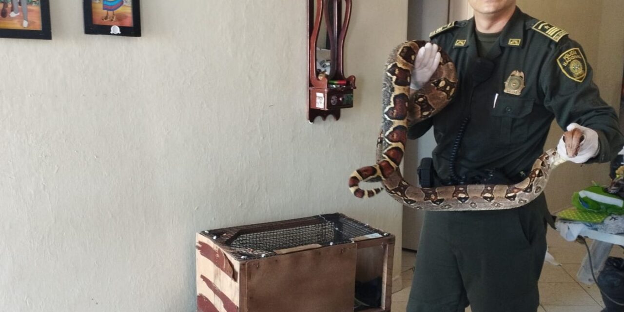 Policía recuperó una Boa constrictor en La Comuna 16 Belén