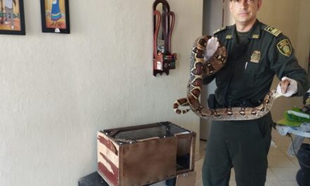 Policía recuperó una Boa constrictor en La Comuna 16 Belén