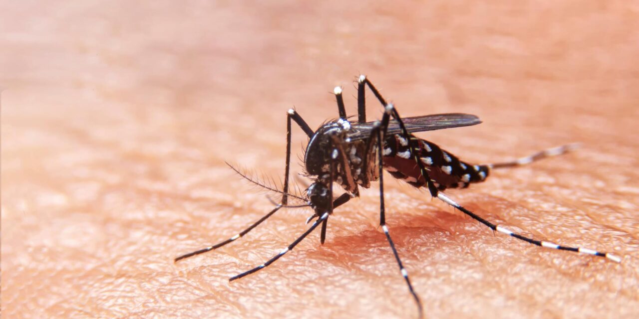 Fenómeno de El Niño Aumenta  Casos de Dengue en Colombia