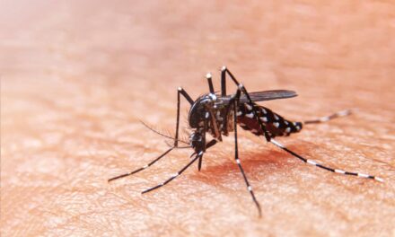Fenómeno de El Niño Aumenta  Casos de Dengue en Colombia