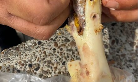 Policía halla huesos de pollo rellenos de droga en Andes, Antioquia