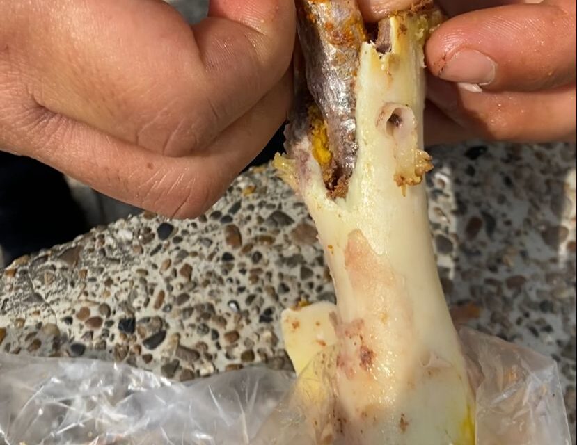 Policía halla huesos de pollo rellenos de droga en Andes, Antioquia