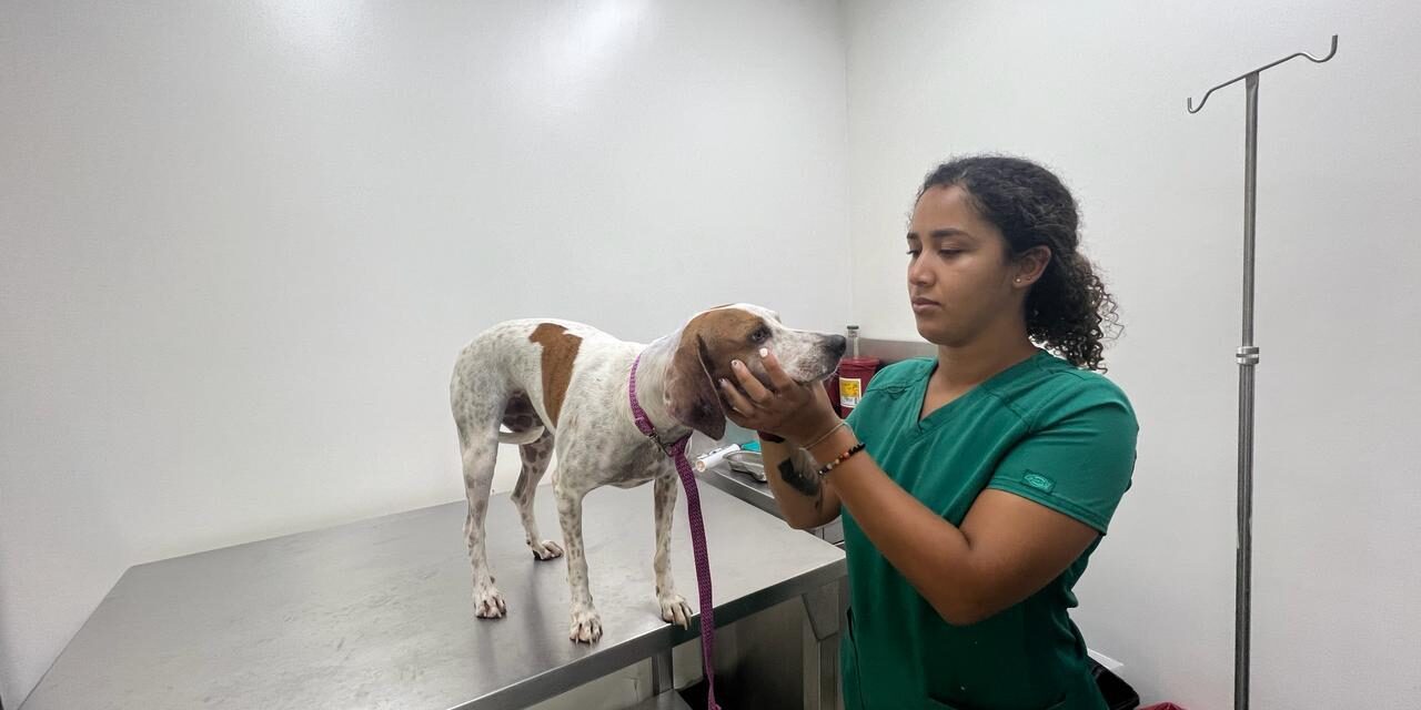 Centro de Bienestar Animal de Cali realiza siete cirugías al día