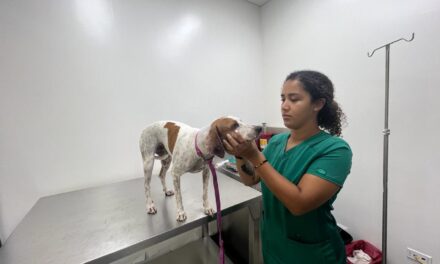Centro de Bienestar Animal de Cali realiza siete cirugías al día