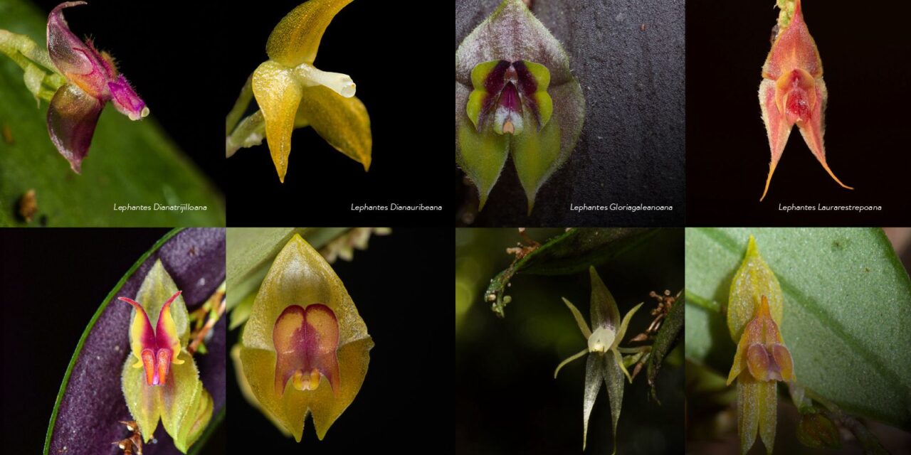 Hallan 8 nuevas especies de orquídeas en el PNN de Cali