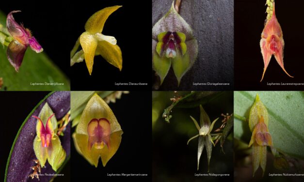 Hallan 8 nuevas especies de orquídeas en el PNN de Cali