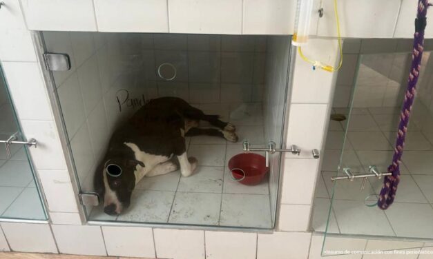 Con documentación ajena hombre ejercía como veterinario en Cali