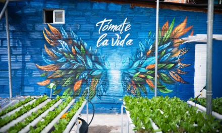 Terrazas verdes, la apuesta sostenible que se toma la Comuna 13