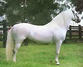 Caballo Contrapunto, campeón mundial de paso fino, propiedad del esmeraldero Víctor Manuel Quintero Morales, hoy embalsamado y exhibido en la sede de Fedequinas en Bogotá, ejemplar que cuidaba en Somondoco, el clandestino Luis Gonzalo Uribe el Travieso, hermano mayor del expresidente Álvaro Uribe Vélez