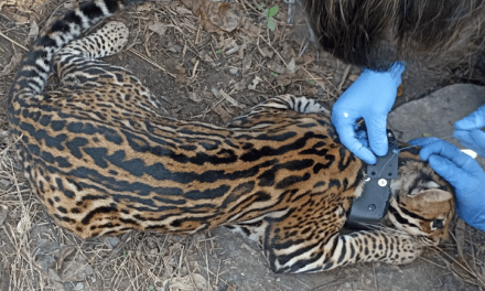 Ocelote rehabilitado en Antioquia, de regreso a su hábitat natural