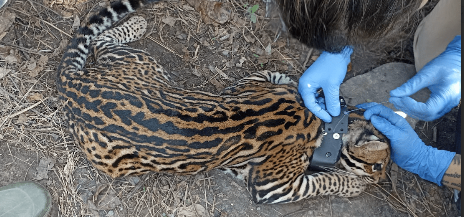 Ocelote rehabilitado en Antioquia, de regreso a su hábitat natural