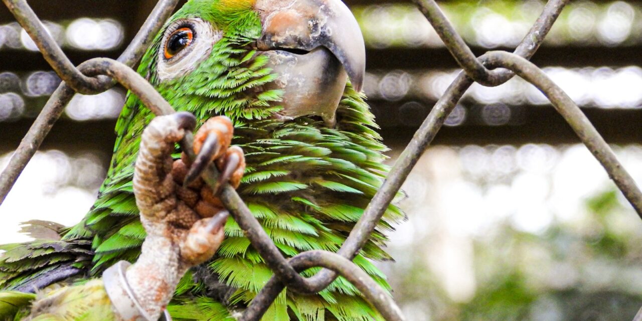 56 Incautaciones de flora y fauna  se registraron en Semana Santa en Antioquia