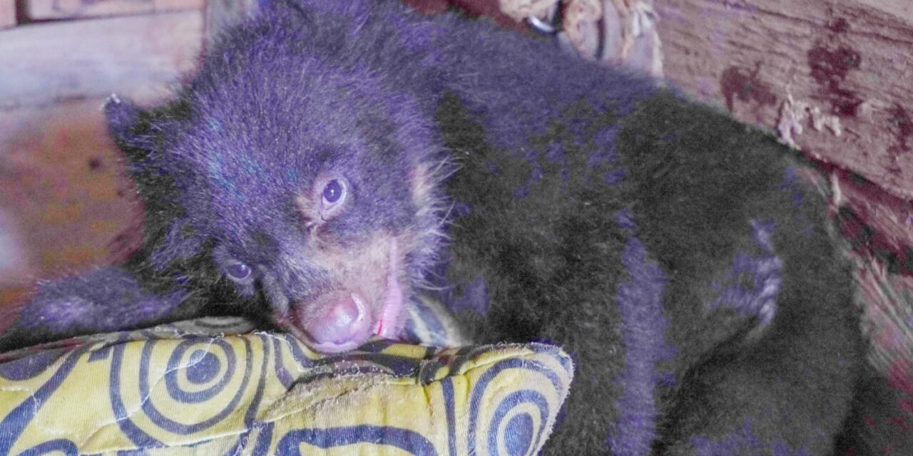 Antioquia: Familia tenía en su hogar a un oso como mascota