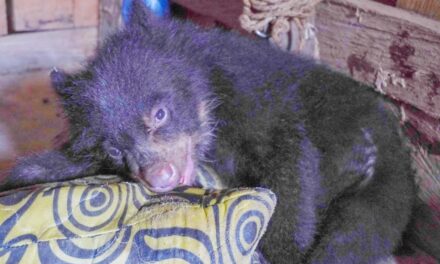 Antioquia: Familia tenía en su hogar a un oso como mascota