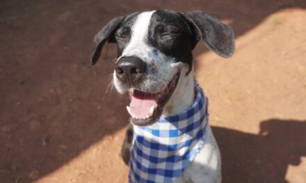 Perros del Centro de Bienestar de Cali se toman el Estadio Pascual Guerrero