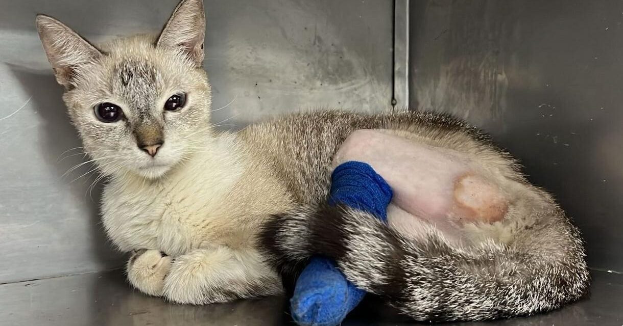 En Cali, salvaron la vida de una gata que había sido mal operada por un falso veterinario