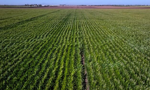 40 % de productores en México mejoran economía con agricultura regenerativa