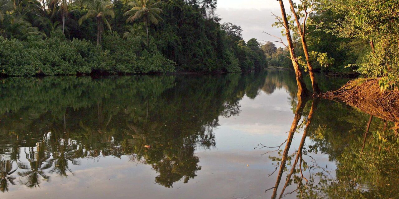 Pago por Servicios Ambientales: así cuidan bosques en Costa Rica