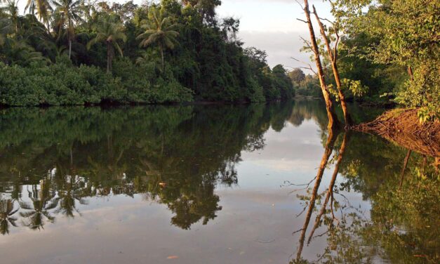 Pago por Servicios Ambientales: así cuidan bosques en Costa Rica