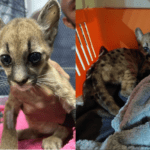 Puma tratada por Corantioquia vivirá en el Zoológico Santa Cruz