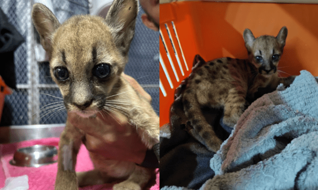 Puma tratada por Corantioquia vivirá en el Zoológico Santa Cruz