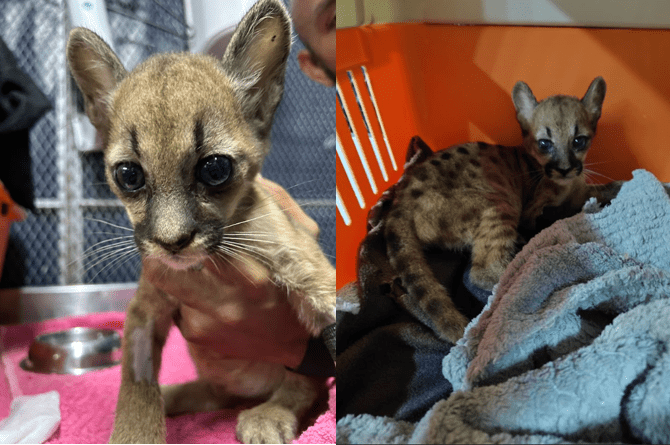 Puma tratada por Corantioquia vivirá en el Zoológico Santa Cruz