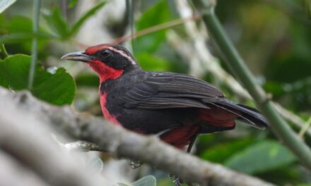 Con más de 800 especies Caldas esta listo para recibir a los turistas en Global Big Day