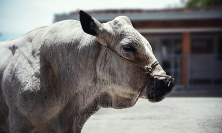Campeón, el primer toro ‘jubilado’ vive en UNAL de Medellín