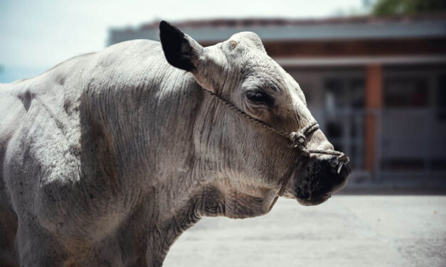 Campeón, el primer toro ‘jubilado’ vive en UNAL de Medellín
