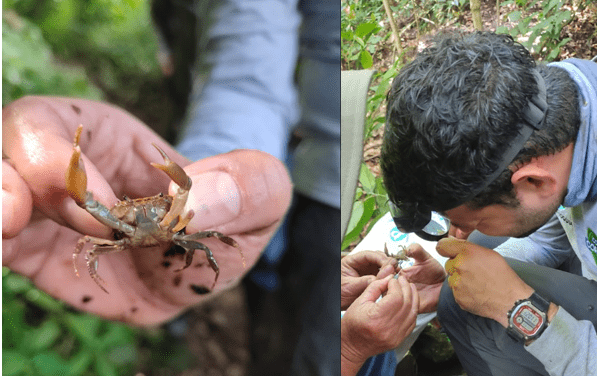 Descubren nueva especie de Cangrejo en Ituango, Antioquia