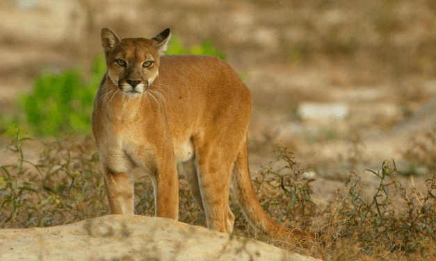 Decisión final: ¿Qué va pasar con los pumas de Yondó?