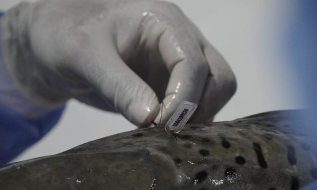 Con chips y telemetría protegen peces del Río Cauca