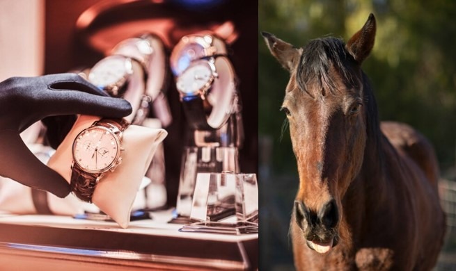 Exclusiva: ¿Rolex y caballos de la mafia antioqueña se extraviaron en la SAE?