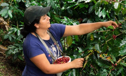 Ecuador, pionero en producir café y cacao libre de deforestación