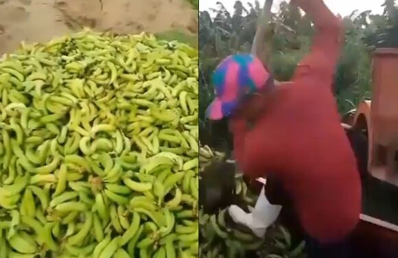 Indignación en Magdalena: Desechan toneladas de guineo por no cumplir con estándares de exportación