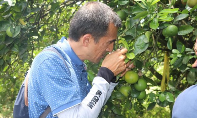 Antioquia refuerza medidas contra el HLB para proteger los cultivos de cítricos
