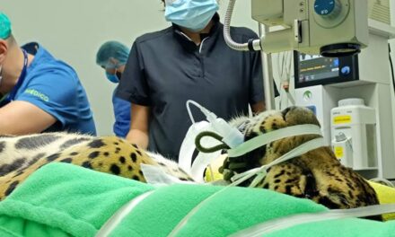 Primera cirugía ocular a un jaguar en Colombia marca un hito en la medicina veterinaria