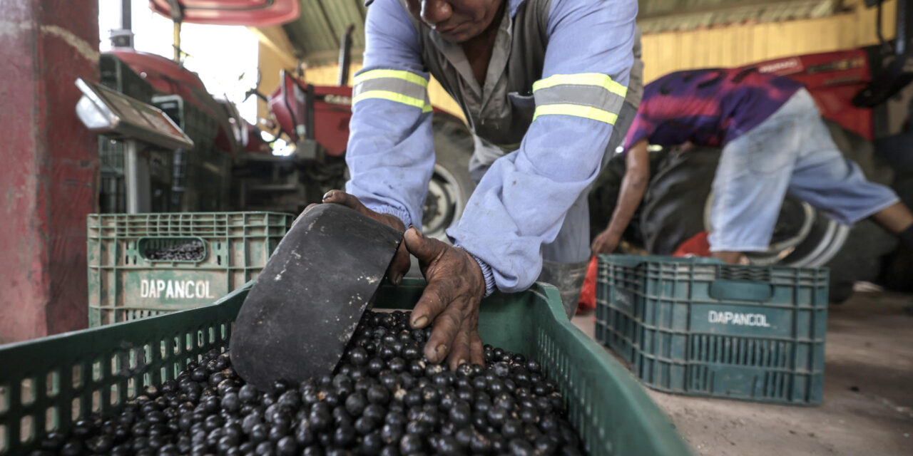 Brasil quiere ganar poder blando con la exportación de productos amazónicos