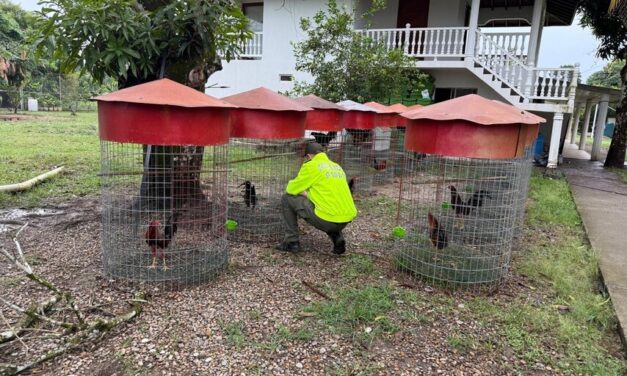 Gallos de pelea pertenecían a cabecilla del Tren de Aragua