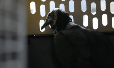 Gallinazos rescatados en Yarumal regresan a su hábitat gracias a Corantioquia