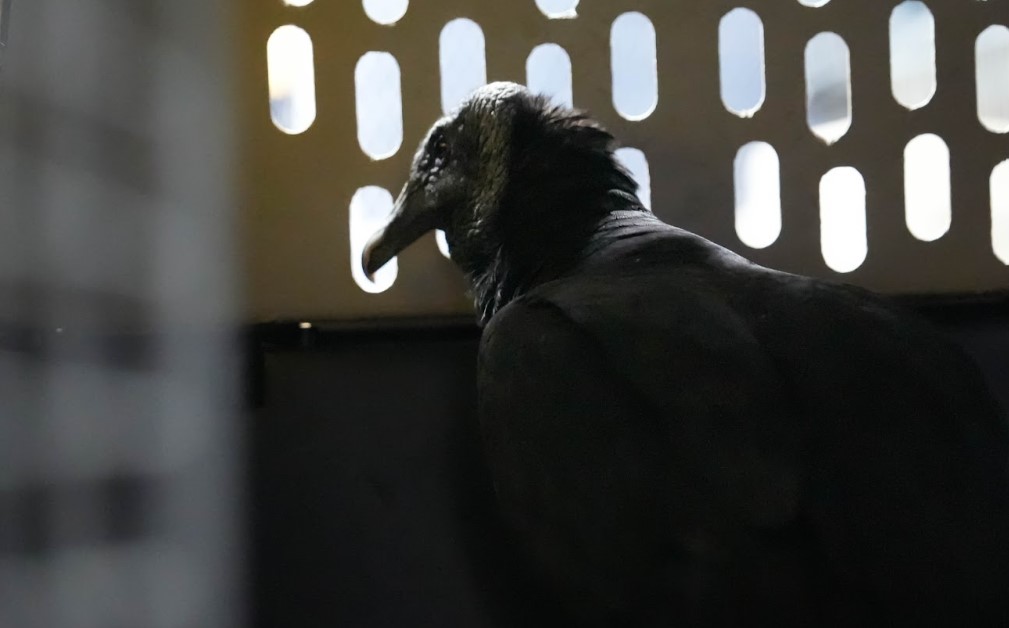 Gallinazos rescatados en Yarumal regresan a su hábitat gracias a Corantioquia