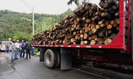 Corantioquia refuerza operativos contra el comercio de madera ilegal en Antioquia